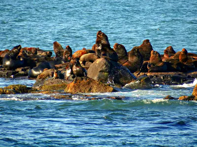 Única ilha costeira natural do Rio Grande do Sul, refúgio de lobos e leões-marinhos no litoral de Torres.